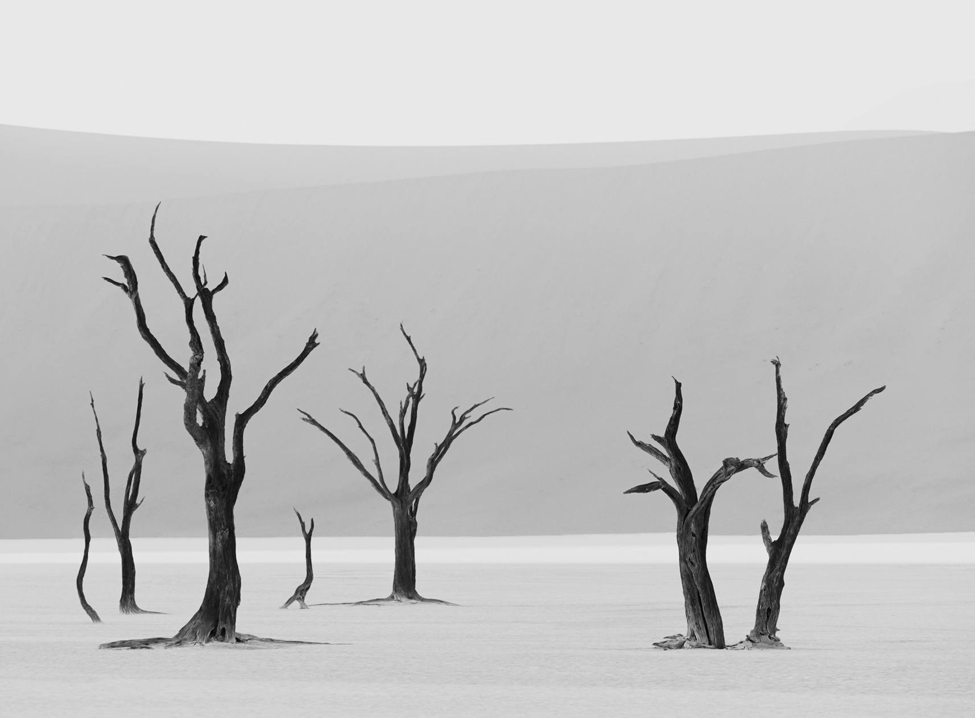 Dunes Landscapes Evolving Drew Doggett