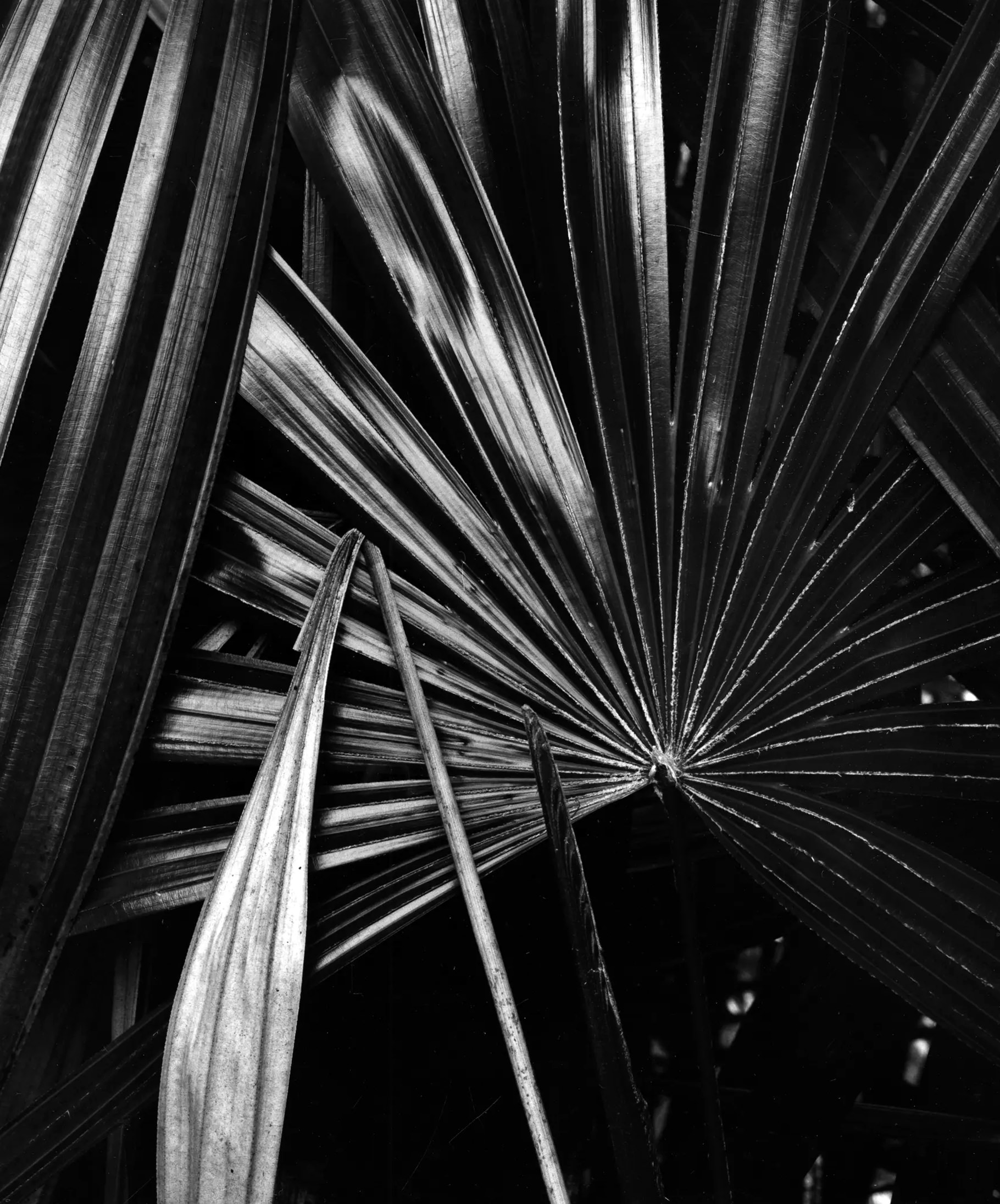 Brett Weston Photographie Leaves Hawaii vers 1980