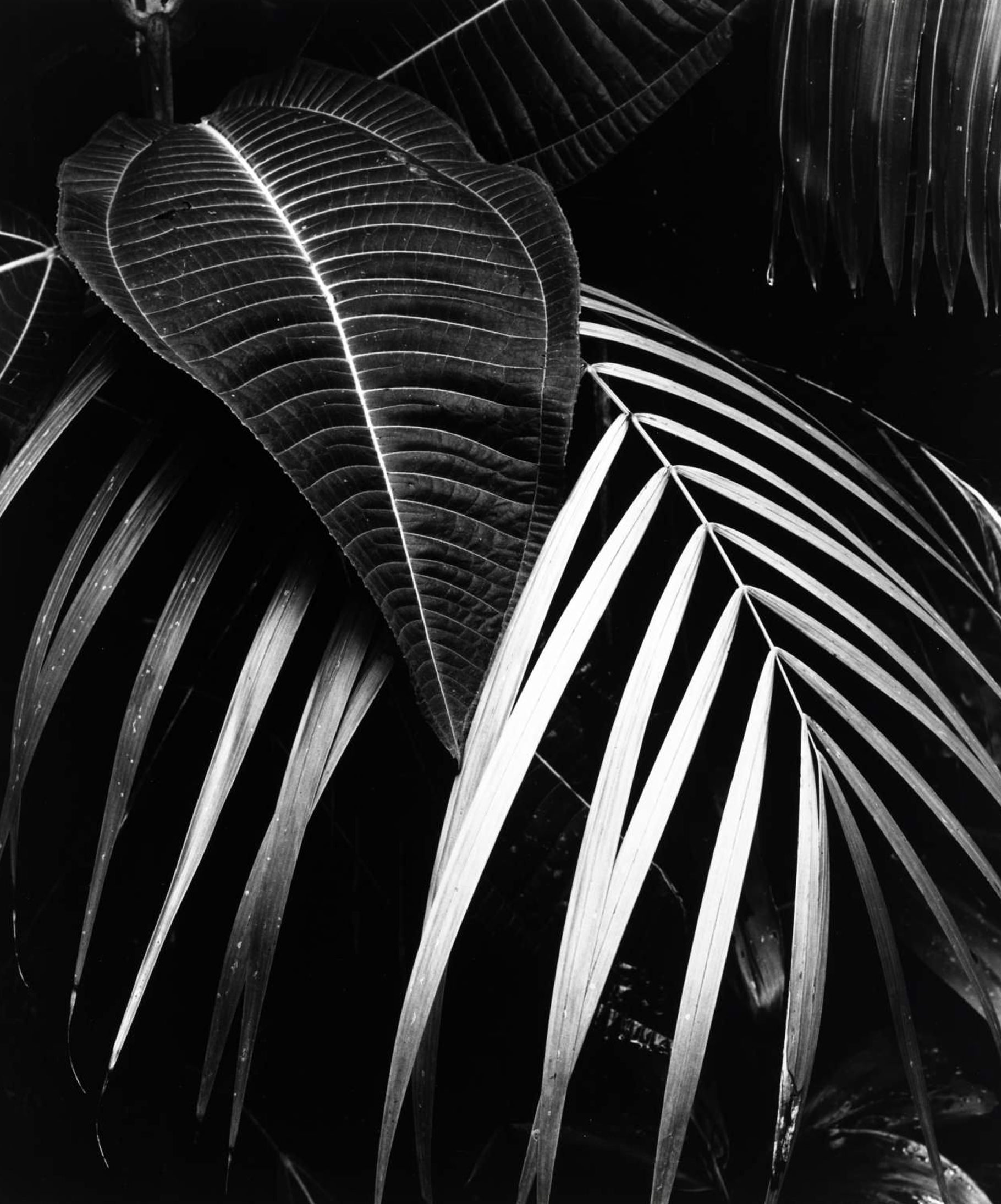 Brett Weston Photographie Leaves Plants Hawaii 1970