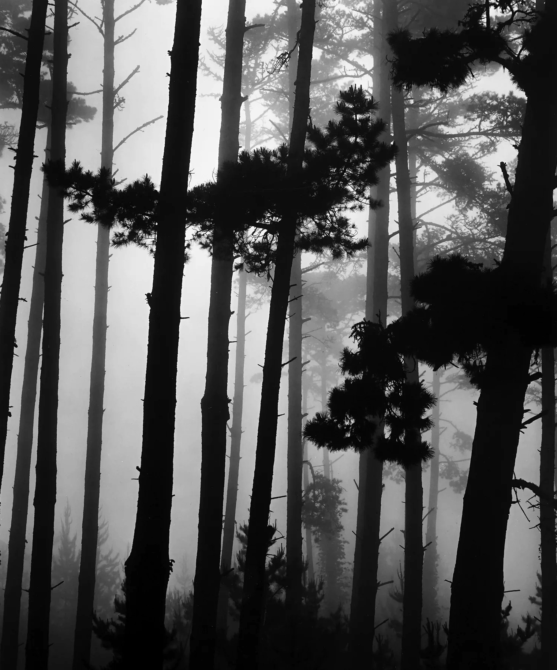 Brett Weston Photographie Monterey Pines In Fog Californie 1962