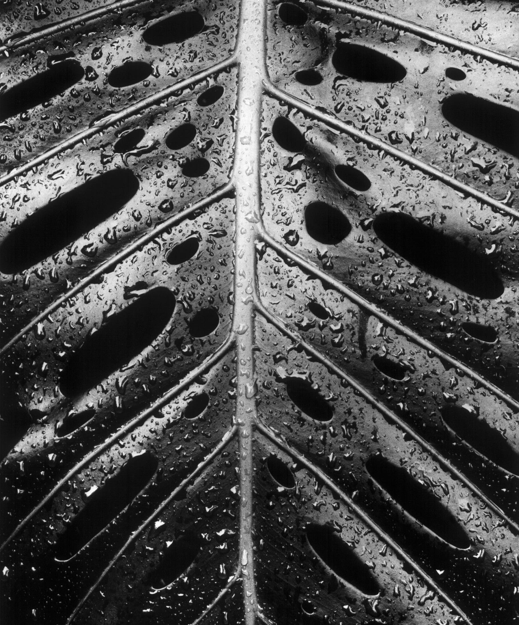 Brett Weston Photographie Wet Leaf