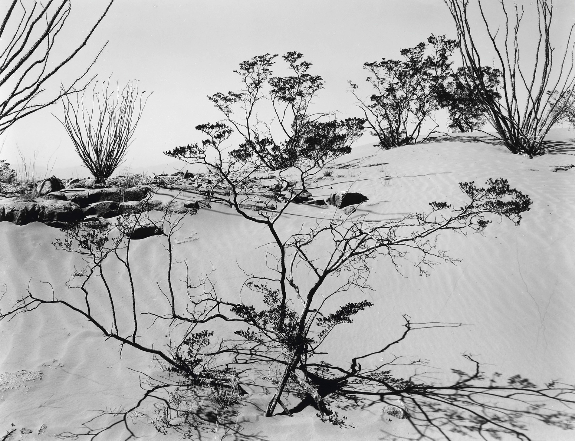 Brett Weston Photographie White Sands New Mexico 1947
